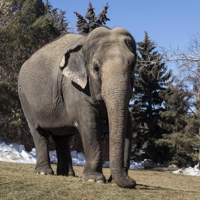 New bill seeks to limit new captivity of elephants, apes in Canada